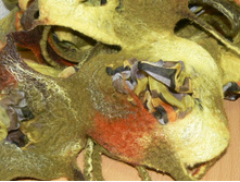 ������ "�������"