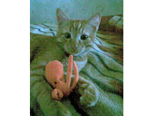 � ������� ��������