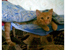 � ��� � �)