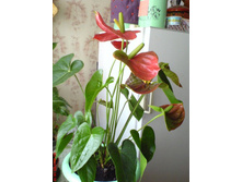 �������� �����