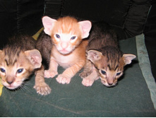 ��� �� ������ ��� ��������