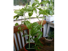 ����������