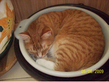 Kot � ������