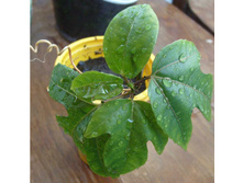 ��� ����������