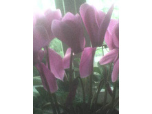 ��������11.06.2009 12:43:41