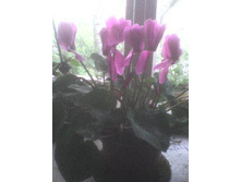 ��������11.06.2009 12:44:13