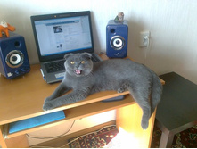 ���� ������