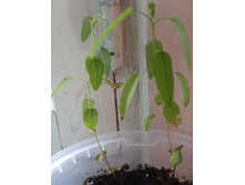 ������ �������� ����������