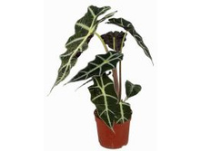 �������� �����