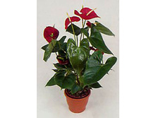 �������� ����� ������