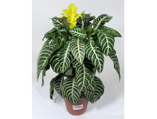 ��������� �����