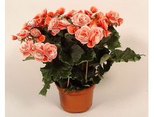 ������� ������