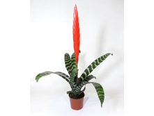 ������ ���������