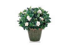 �������� �����������