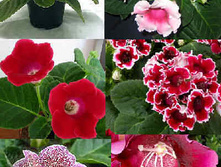 ��������� ����