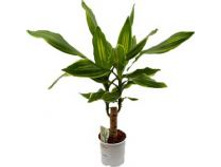 ������� ������ ����