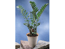 ������������ ����������