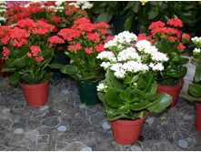 �������� ��������� ����