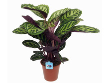 ������� ��������