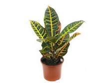 ������ �����