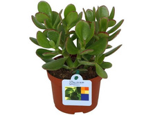 �������� �����