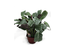 �������� �أ���-�����