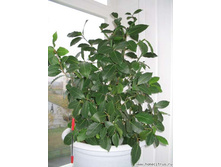 ������ ������� (�������� ����)