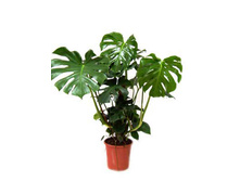 �������� ��������