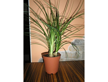 ������ ��������