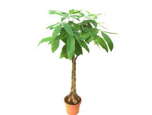 ������ �������� �����