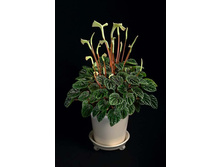 ��������� ������