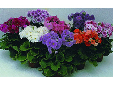 ������� �������� ����