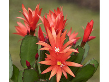 ������������� (���������) ����