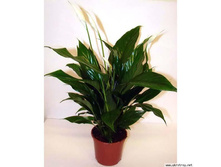 ����������� ���� ����