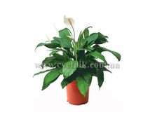 ����������� �����