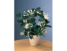 ���������� ����������