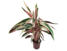 ��������� �����������