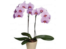 ���������� (�������)