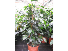 ����� ����� ����