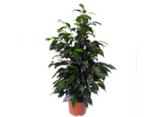 ����� �������