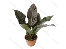 ����������� �������� ���