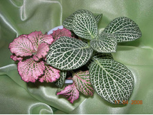 ������� ����