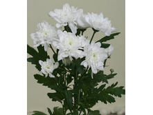 ���������� ������ � ������ ����