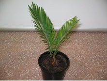 ����� ��������