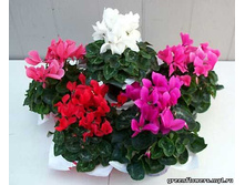 �������� ����