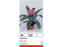 ����� ��������