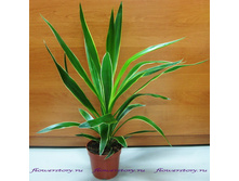 ���� ������� ���������