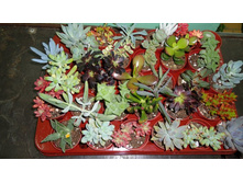 ��������� ����