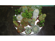 ������ ����