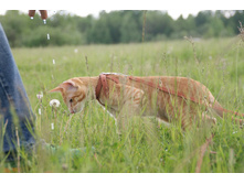 �������� � ����� ��������